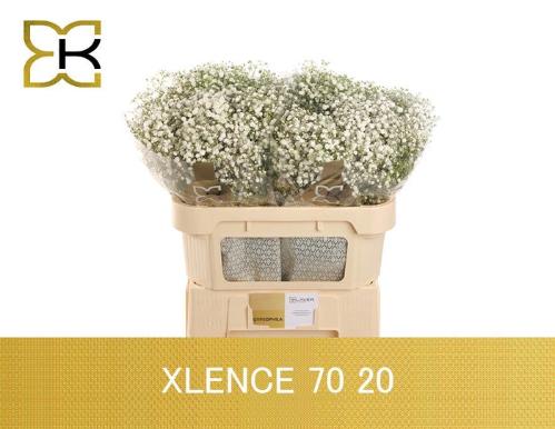 Gypsophila paniculata Xlence