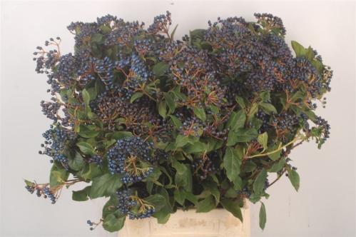Viburnum per bos overig met bes