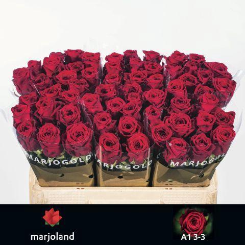 Rosa grootbloemig Red Naomi!