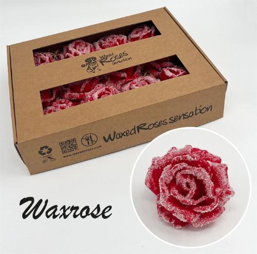 Rosa grootbloemig gewaxt H%