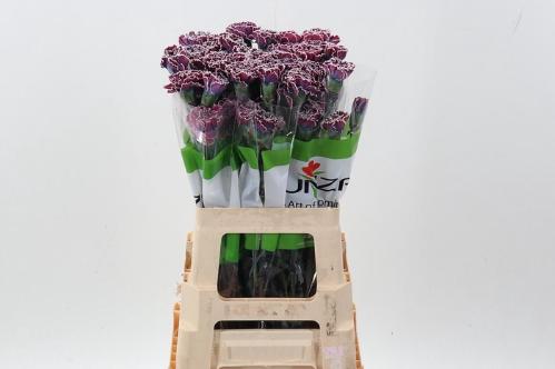 Dianthus standaard kleurbehandeld H%