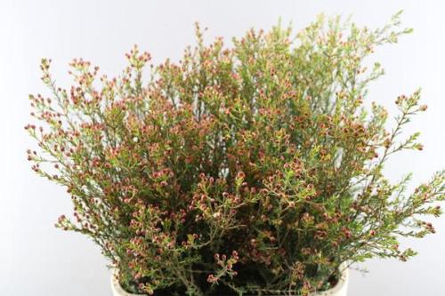Chamelaucium 'Adi'