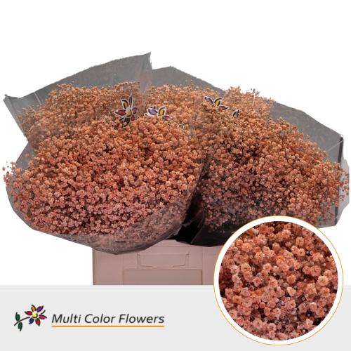 Gypsophila overig kleurbehandeld H%