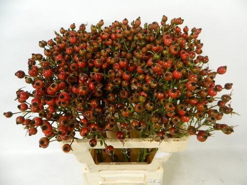 Rosa Classic Fruitilia (rozenbottel)