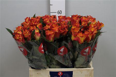 Rosa grootbloemig Downtown!