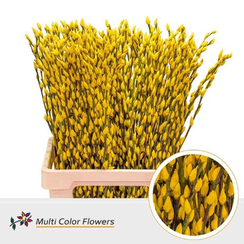 Salix caprea 'Snow Flake' kleurbehandeld H%
