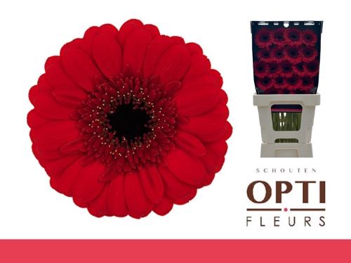 Gerbera mini Red Ruby