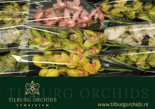 Cymbidium grootbloemig per tak gemengd