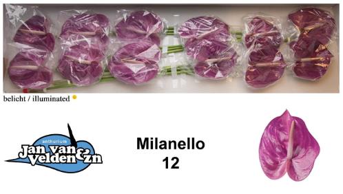 Anthurium Andreanum Grp Milanello
