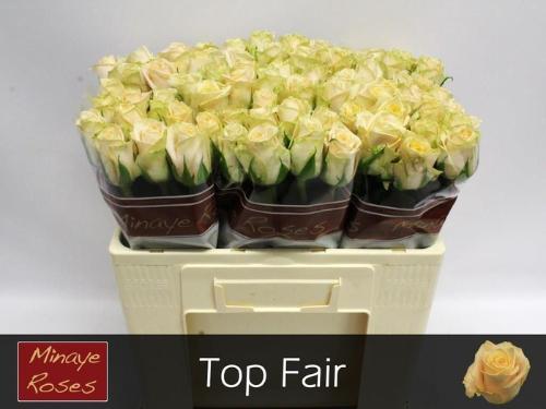 Rosa grootbloemig Top Fair!