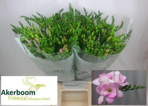 Freesia dubbelbloemig 'Honeymoon'