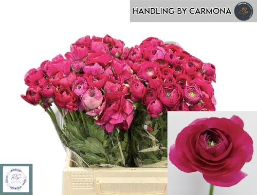 Ranunculus asiaticus 'Elegance Hot Pink'