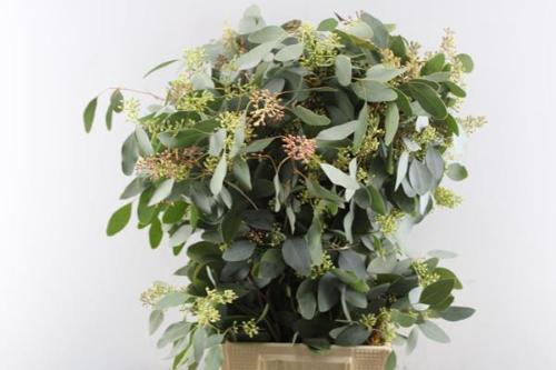 Eucalyptus per bos polyanthemos (fruit)