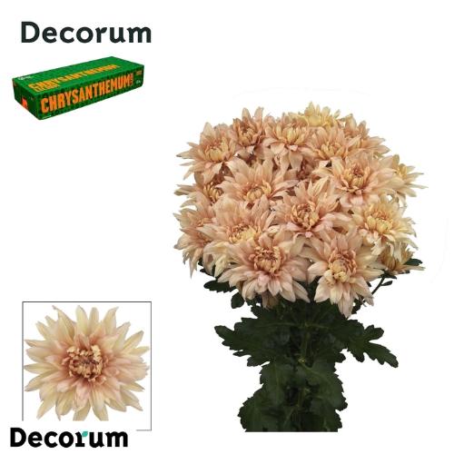 Chrysanthemum (Indicum Grp) tros Kalimba Salmon