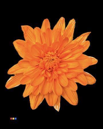 Chrysanthemum Indicum Grp tros kas kleurbehandeld H%