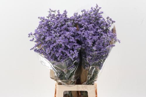 Limonium Utah Blue