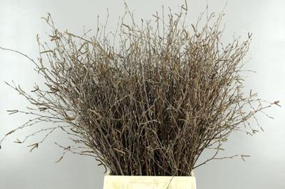Betula per bos