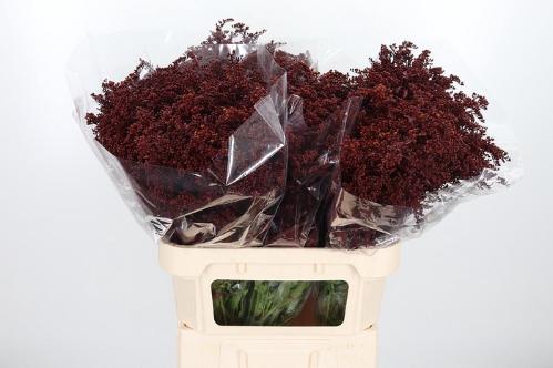 Solidago kleurbehandeld H%