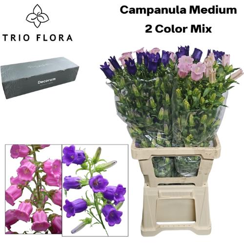Campanula medium gemengd