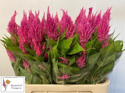 Celosia argentea (Plumosa Grp) Sunday Bright Pink
