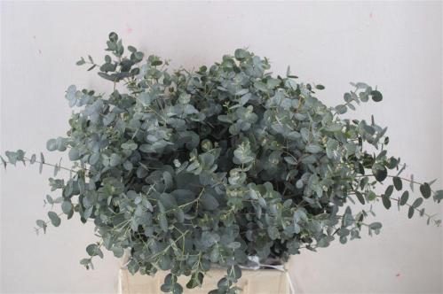 Eucalyptus per bos gunnii