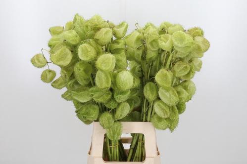 Siervruchten per tak Gomphocarpus fruticosus 'Moby Dick'