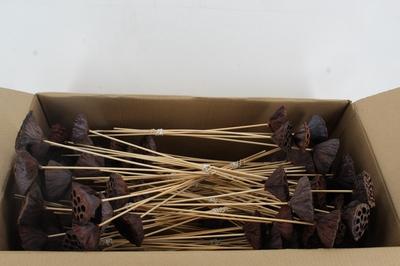 Lotus kolf op stok H%