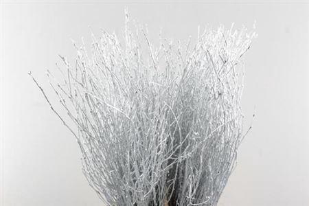 Betula kleurbehandeld H%
