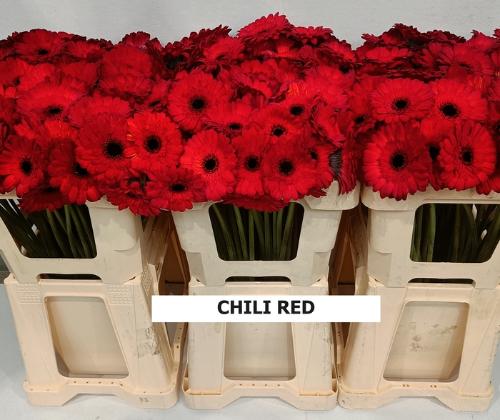 Gerbera mini kleurbehandeld H%