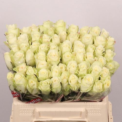 Rosa grootbloemig Athena