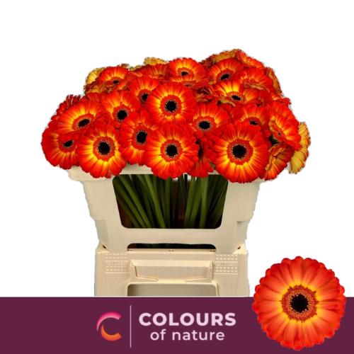 Gerbera mini Flamazing