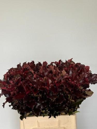 Photinia Magical Volcano