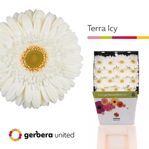 Gerbera grootbloemig Terra Icy