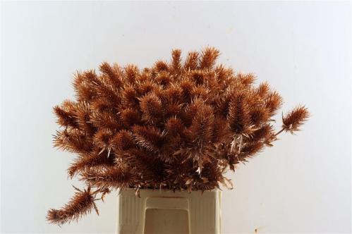 Eryngium alpinum kleurbehandeld H%