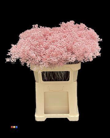 Gypsophila overig kleurbehandeld H%