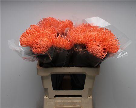 Leucospermum cordifolium overig