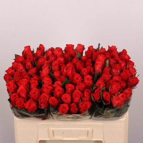 Rosa grootbloemig Bright Torch