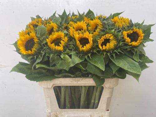 Helianthus annuus 'Sunrich Orange'