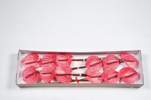 Anthurium Andreanum Grp Candy