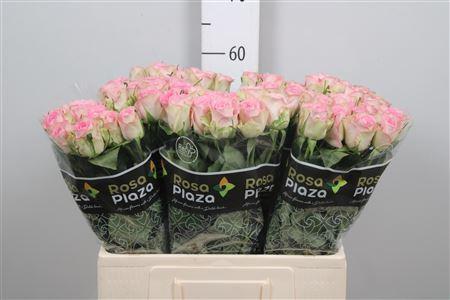 Rosa grootbloemig De Ruiter's Lovely Jewel