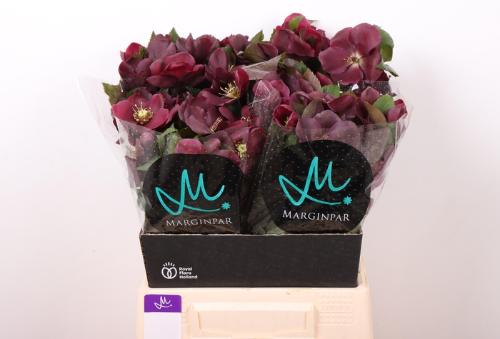 Helleborus 'Classic One'