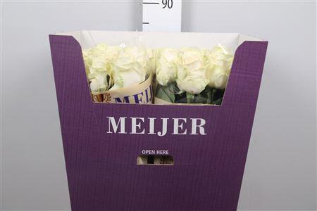 Rosa grootbloemig Four Seasons+