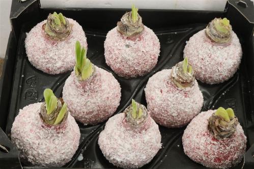 Hippeastrum bol gewaxt H%