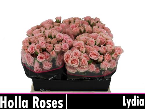 Rosa tros Lydia