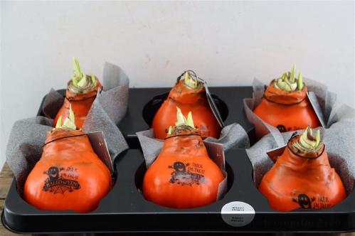 Hippeastrum bol gewaxt H%