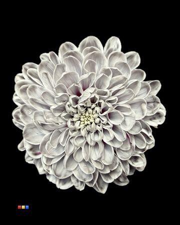 Chrysanthemum Indicum Grp tros kas kleurbehandeld H%