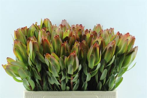 Leucadendron 'Laurel Yellow'