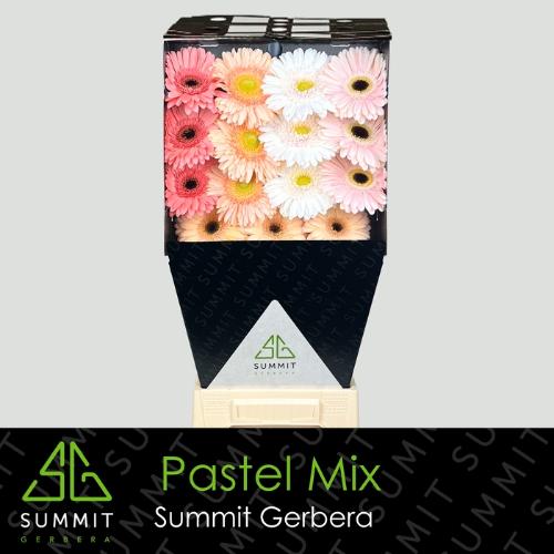 Gerbera grootbloemig gemengd