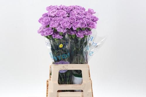 Dianthus standaard Florigene Moonaqua