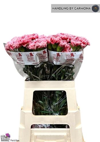 Dianthus standaard Hugo